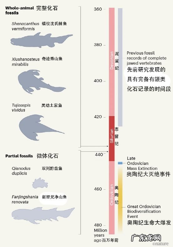 人类的祖先是谁呢 人类从鱼进化而来是真实的吗