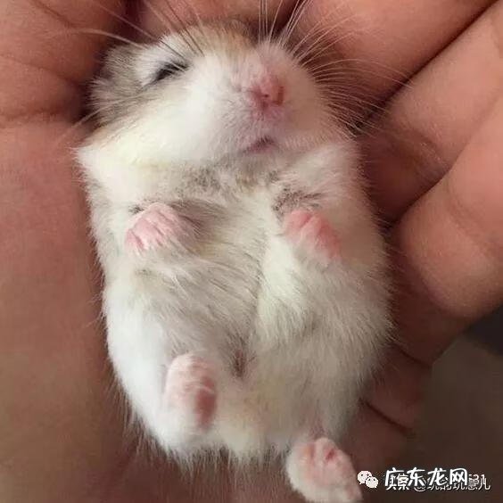 笑翠鸟寓意 笑翠鸟的叫声