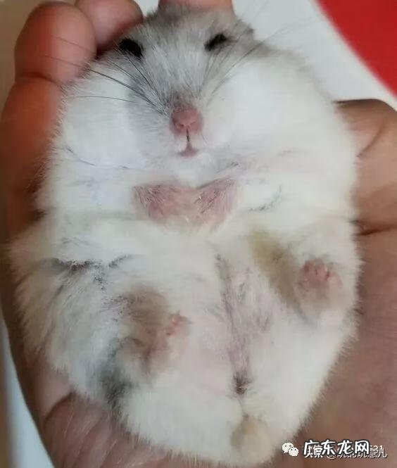 笑翠鸟寓意 笑翠鸟的叫声