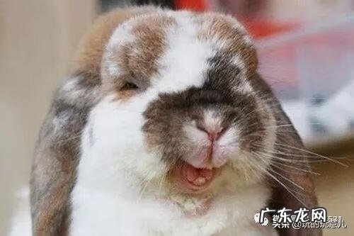 笑翠鸟寓意 笑翠鸟的叫声