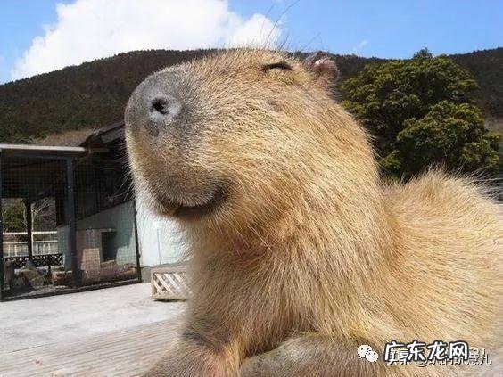 笑翠鸟寓意 笑翠鸟的叫声