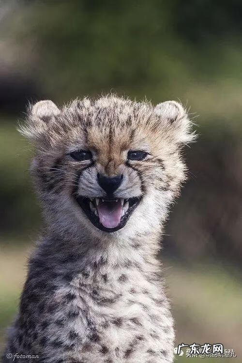 笑翠鸟寓意 笑翠鸟的叫声