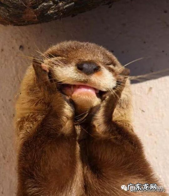 笑翠鸟寓意 笑翠鸟的叫声