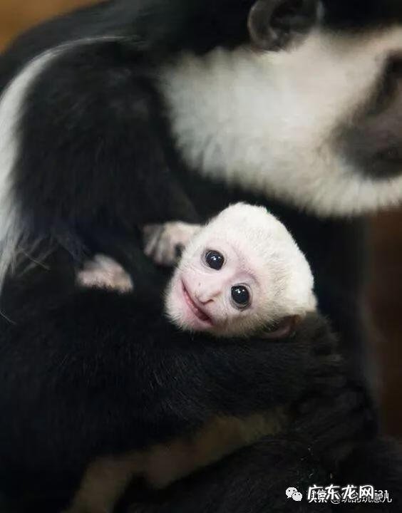 笑翠鸟寓意 笑翠鸟的叫声