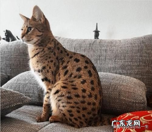 全球最贵的猫前十名一览 世界上最贵的猫是什么猫