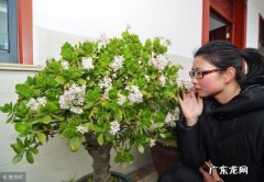 门口栽什么果树镇宅旺财 最聚财的风水果树有哪些名字