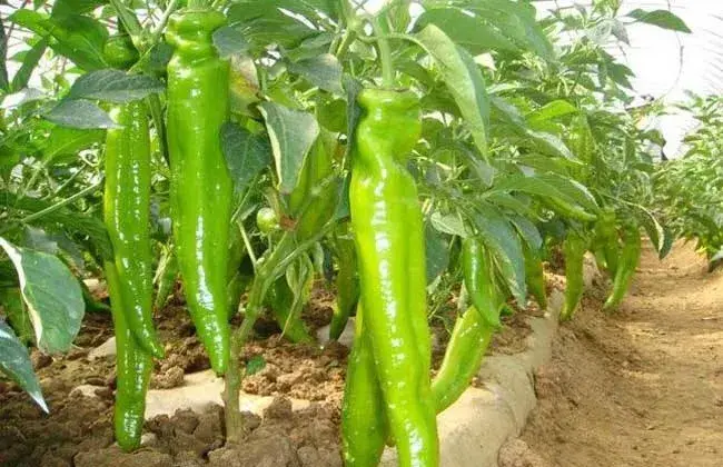 蔬菜的种植步骤和过程 各种蔬菜种植技术大全