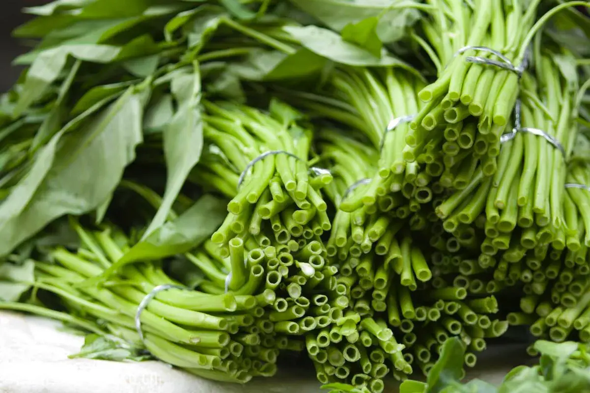 蔬菜的种植步骤和过程 各种蔬菜种植技术大全