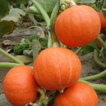 蔬菜的种植步骤和过程 各种蔬菜种植技术大全