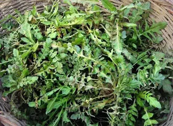 蔬菜的种植步骤和过程 各种蔬菜种植技术大全