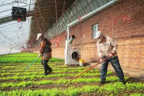 蔬菜的种植步骤和过程 各种蔬菜种植技术大全