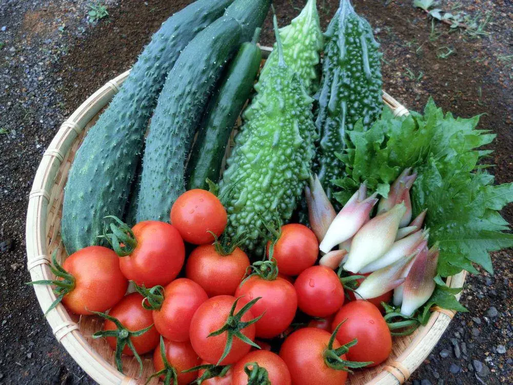 蔬菜的种植步骤和过程 各种蔬菜种植技术大全