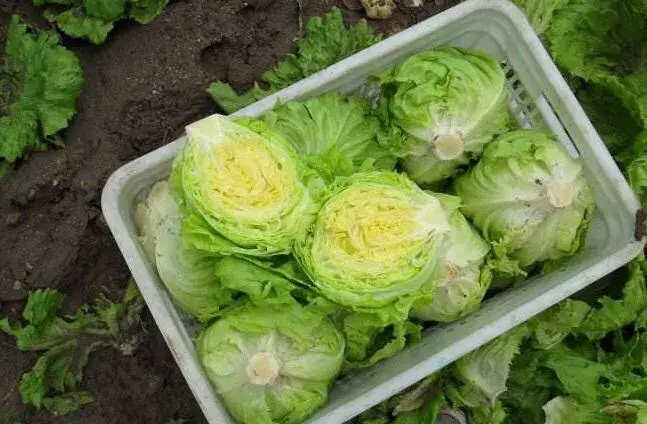 蔬菜的种植步骤和过程 各种蔬菜种植技术大全