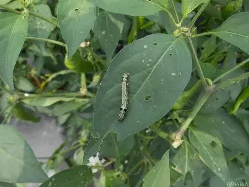 蔬菜的种植步骤和过程 各种蔬菜种植技术大全