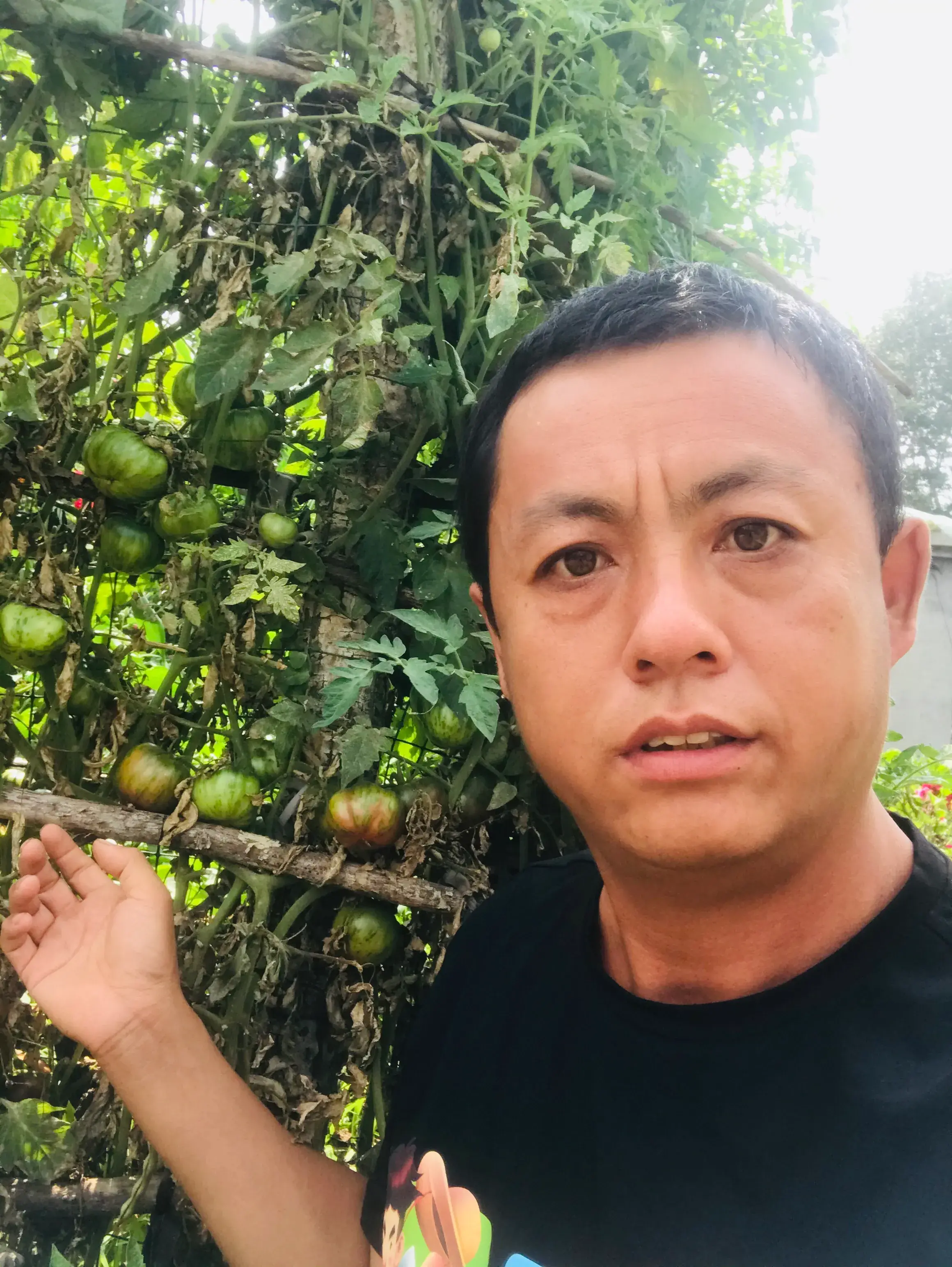 蔬菜的种植步骤和过程 各种蔬菜种植技术大全