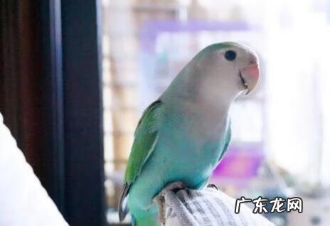 家里养鹦鹉鸟的风水好处 牡丹鹦鹉在风水上有何寓意