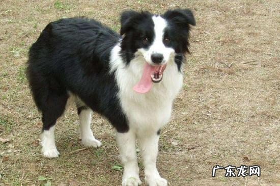 盘点边牧不适合养的理由 十个不养边牧的理由是什么