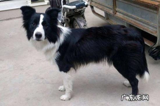 盘点边牧不适合养的理由 十个不养边牧的理由是什么