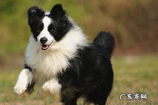 盘点边牧不适合养的理由 十个不养边牧的理由是什么