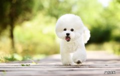 比熊犬是哪个国家的狗 巴比熊犬犬
