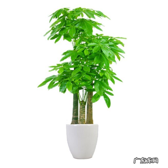 亲朋好友搬新家送什么礼物好吉利 乔迁之喜送什么礼物比较好