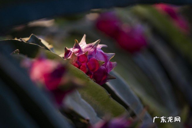 亲朋好友搬新家送什么礼物好吉利 乔迁之喜送什么礼物比较好