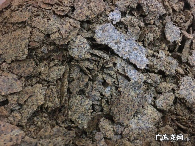 效果不比商品饵差的4种野钓窝料 野钓排名第一的窝料是什么