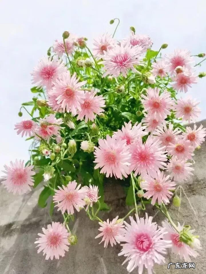 蒲公英粉的作用 蒲公英粉色