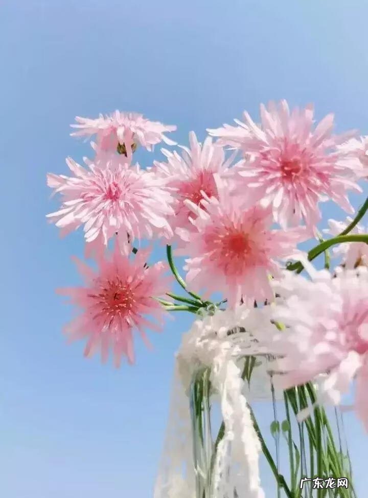 蒲公英粉的作用 蒲公英粉色