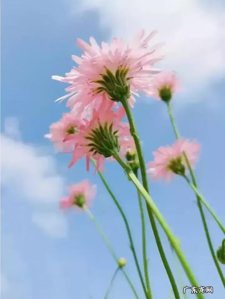 蒲公英粉的作用 蒲公英粉色