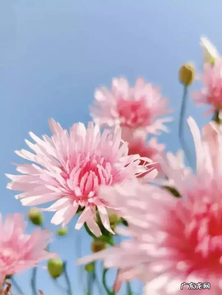 蒲公英粉的作用 蒲公英粉色