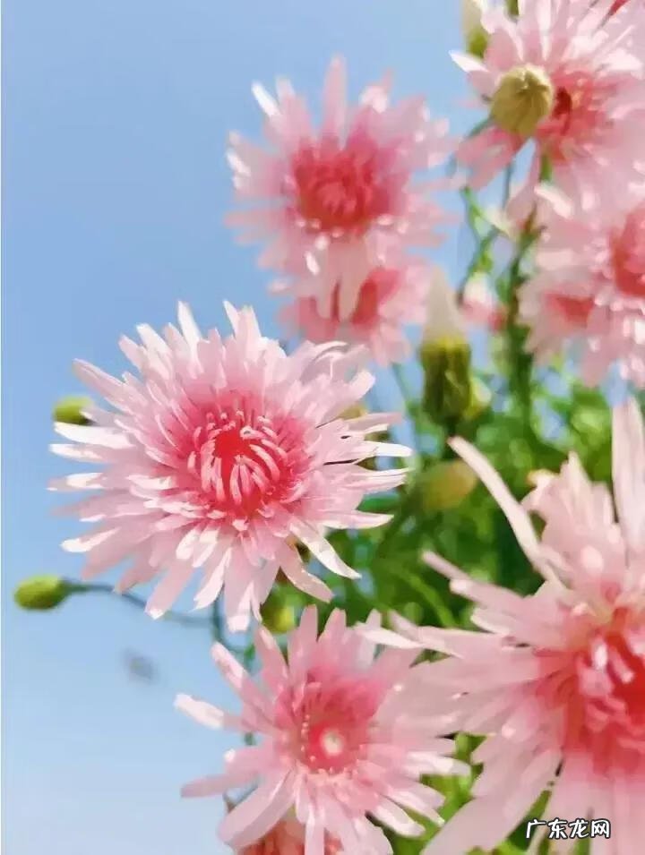 蒲公英粉的作用 蒲公英粉色