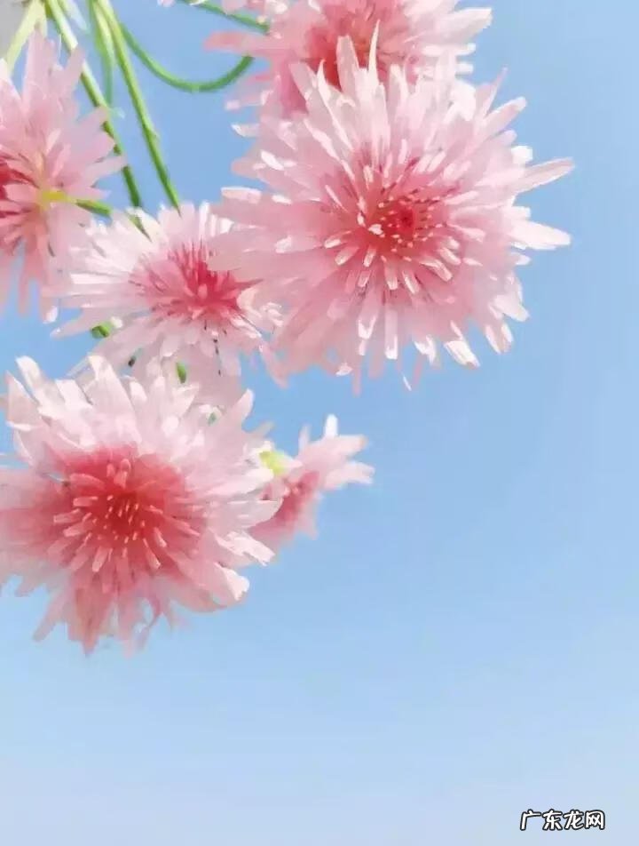 蒲公英粉的作用 蒲公英粉色