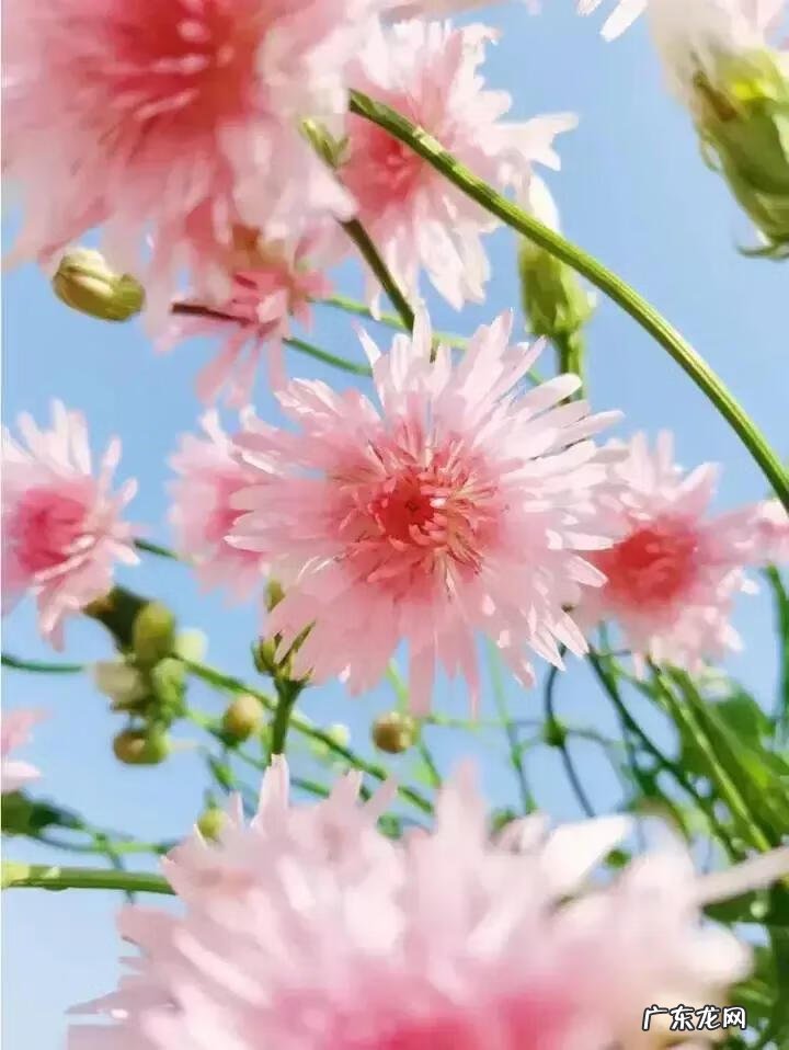 蒲公英粉的作用 蒲公英粉色