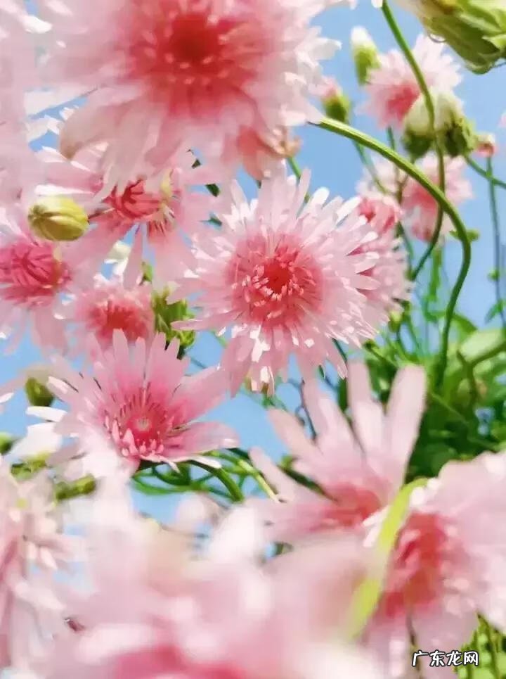 蒲公英粉的作用 蒲公英粉色