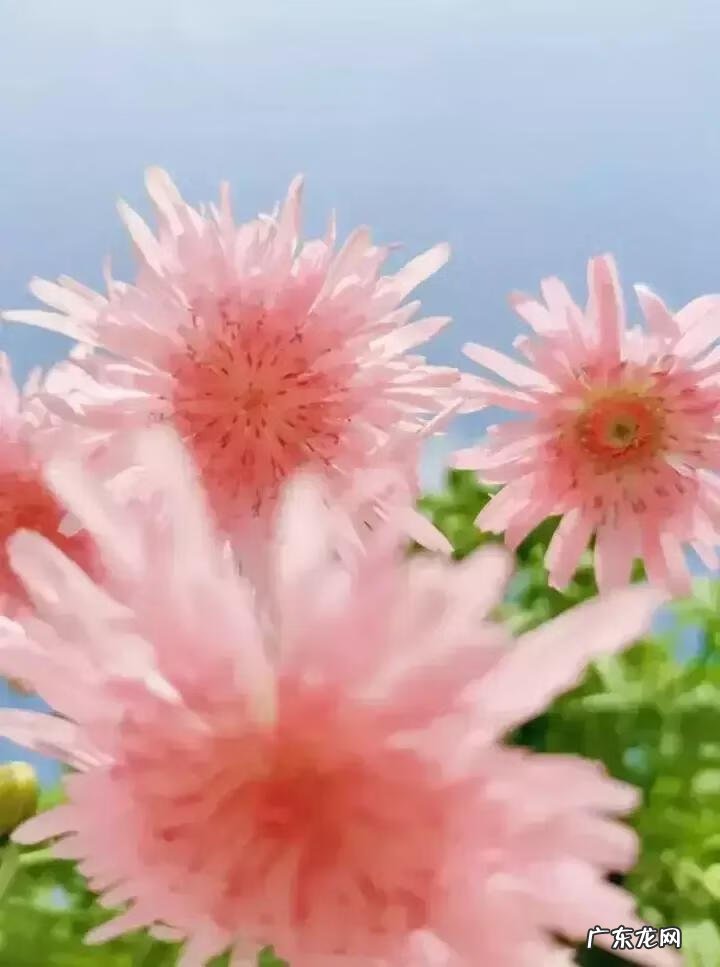 蒲公英粉的作用 蒲公英粉色