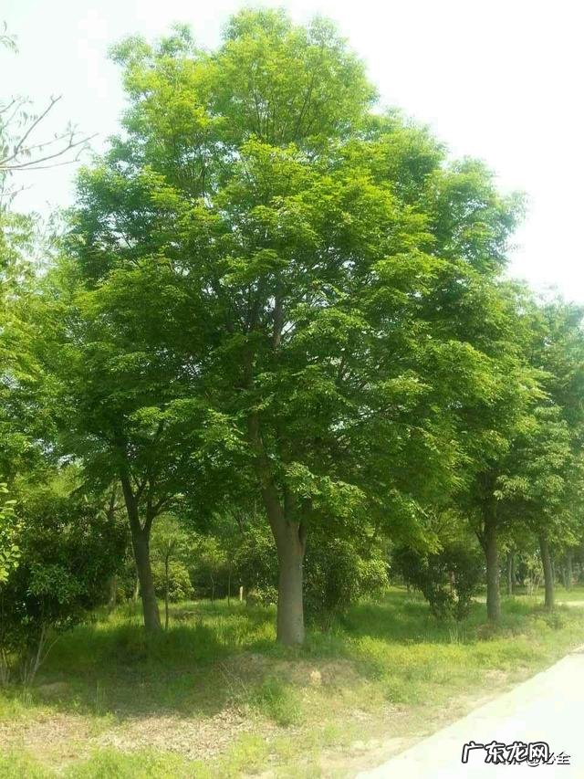 院内有大树风水好吗 小区很高的树