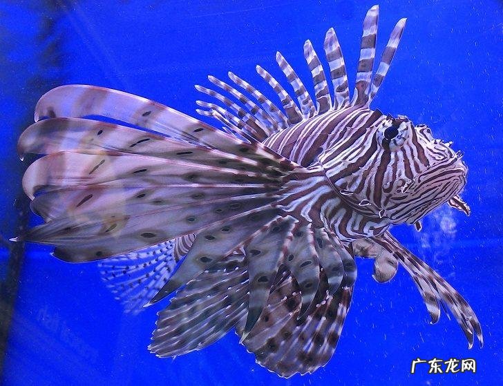 北极熊皮肤的特点 北极熊的皮肤是什么颜色的?