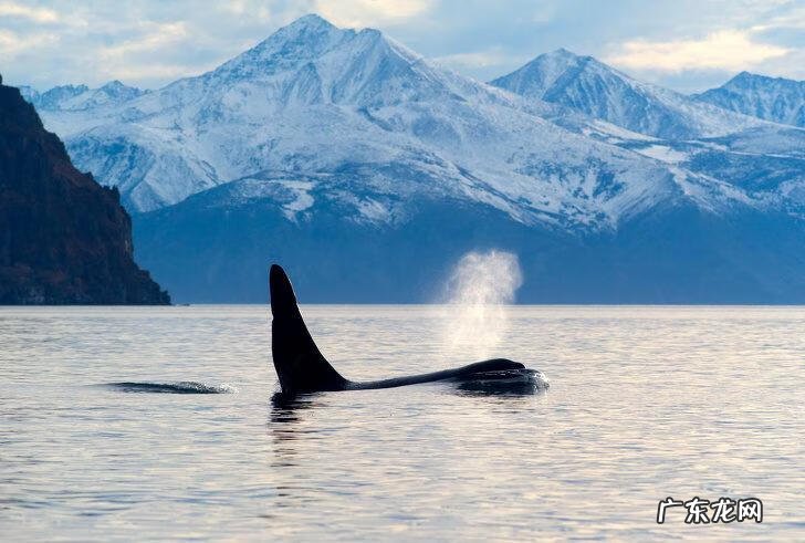 北极熊皮肤的特点 北极熊的皮肤是什么颜色的?