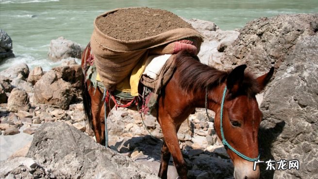 科学揭秘狮子已经确认是犬科 为什么说狮子属于犬科动物呢