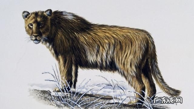 科学揭秘狮子已经确认是犬科 为什么说狮子属于犬科动物呢