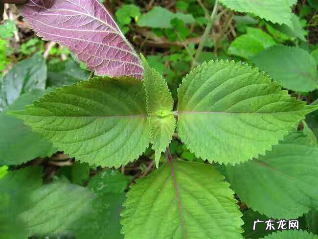 见性志诚 陈达志诚风水怎么样