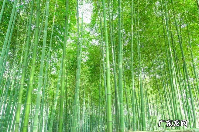 十大公认最好闻的香薰精油 最好用的精油品牌排行榜前十名