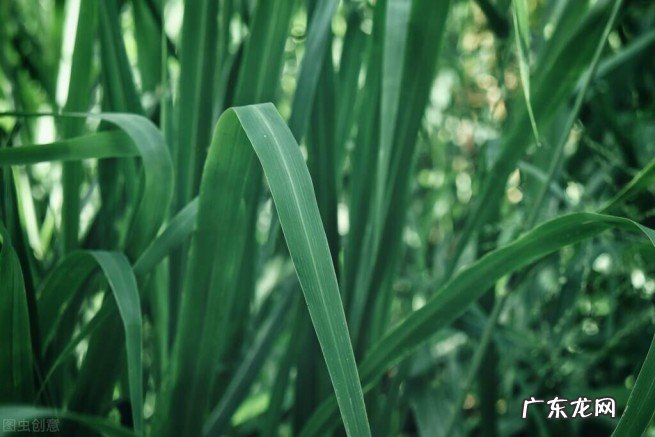 十大公认最好闻的香薰精油 最好用的精油品牌排行榜前十名