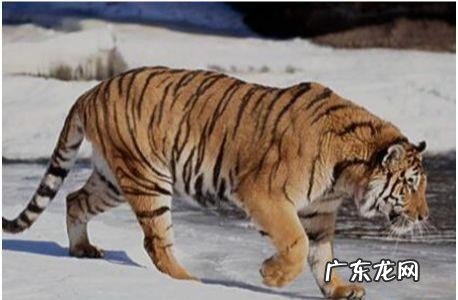 世界上最大的老虎品种是哪种 目前世界上最大的老虎有多大