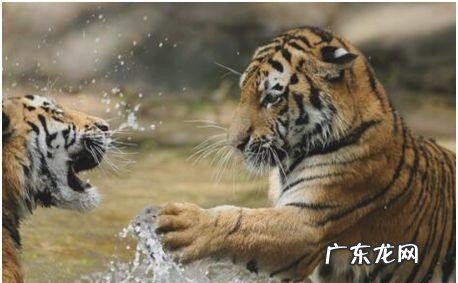 世界上最大的老虎品种是哪种 目前世界上最大的老虎有多大