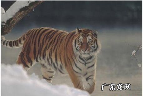 世界上最大的老虎品种是哪种 目前世界上最大的老虎有多大