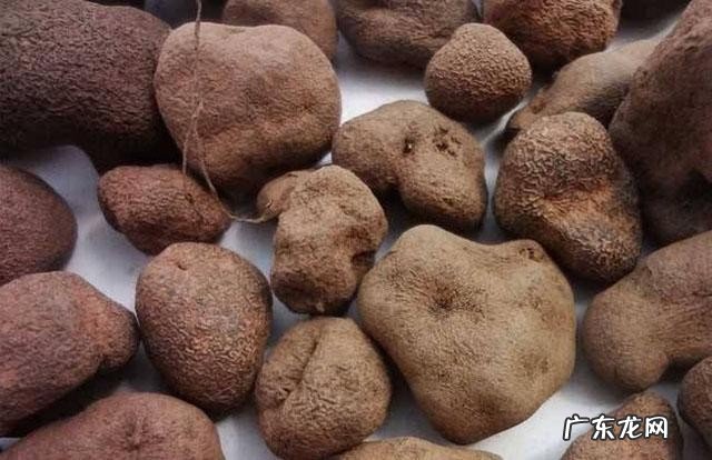 应声虫是什么意思 应声虫指的是哪些人