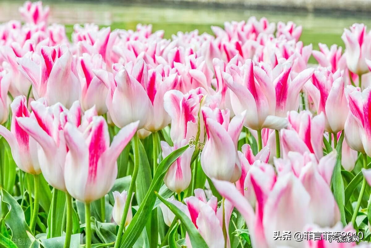 老婆是风水,决定一个家庭的好坏 一家人风水是老婆为主还是老公为主