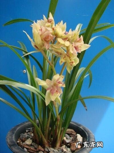 富山奇蝶兰花怎么养好看?牢记这3点轻松养爆盆